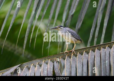 An adult Striated Heron (Butorides striata) perched in a tree on Alphonse atoll, Seychelles Stock Photo