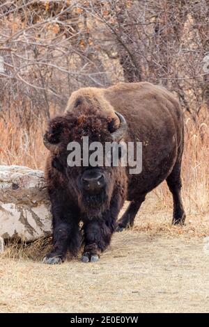 American Bison in Custer State Park, South Dakota Stock Photo