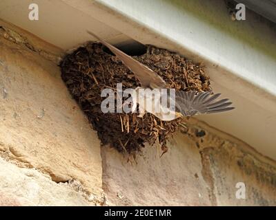 sequence of 8 images of maiden flight of fledgling House Martin (Delichon urbicum) leaving its nest of mud under eaves of house in Cumbria, England,UK Stock Photo