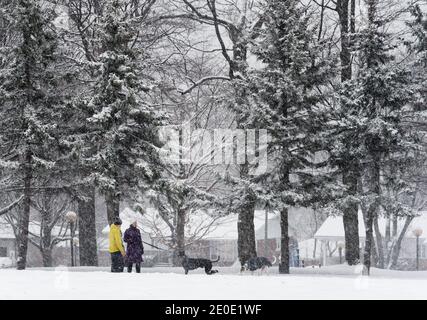 People walking their dogs during snowfall in Quebec, Canada Stock Photo