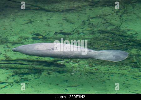 Manatees at Blue Springs State Park in Florida. Stock Photo