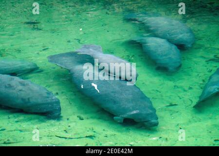 Manatees at Blue Springs State Park in Florida. Stock Photo