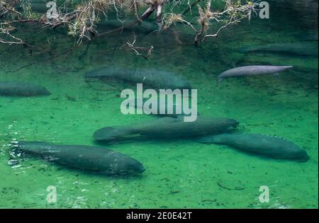 Manatees at Blue Springs State Park in Florida. Stock Photo