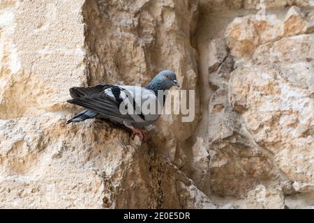 A domestic pigeons sitting on a ledge of an ancient wall in Jerusalem, Israel Stock Photo