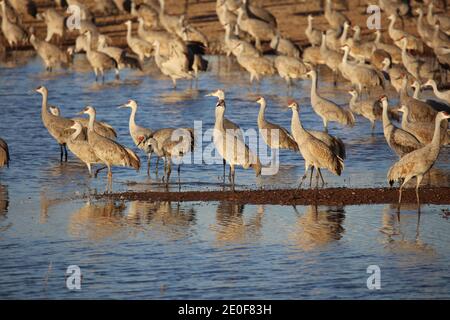 Sandhill Cranes at Whitewater Draw Stock Photo