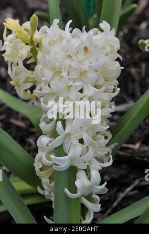 Light yellow hyacinth (Hyacinthus orientalis) City of Harlem blooms in a garden in May Stock Photo