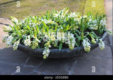 Decoration with hyacinths (Hyacinthus orientalis) in a garden in April Stock Photo