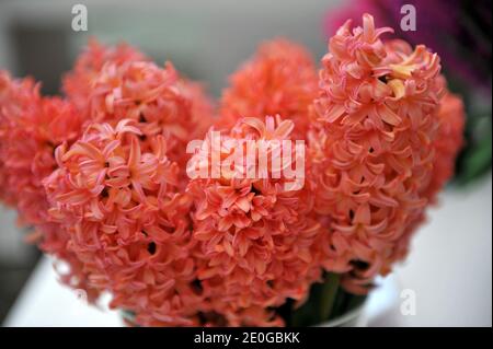 Pink hyacinth (Hyacinthus orientalis) Bestseller blooms in a garden in April Stock Photo