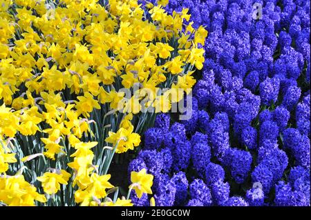 Hyacinth (Hyacinthus orientalis) Blue Star and yellow daffodil (Narcissus) Marieke bloom in a garden in April Stock Photo