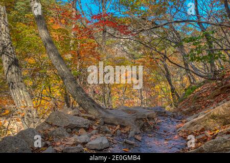 Colorful trees alongside a path at Seoraksan national park in republic of Korea Stock Photo