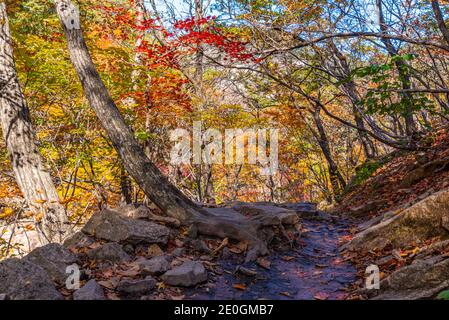 Colorful trees alongside a path at Seoraksan national park in republic of Korea Stock Photo