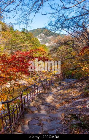 Colorful trees alongside a path at Seoraksan national park in republic of Korea Stock Photo