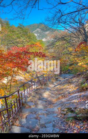 Colorful trees alongside a path at Seoraksan national park in republic of Korea Stock Photo