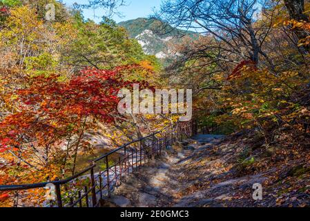 Colorful trees alongside a path at Seoraksan national park in republic of Korea Stock Photo