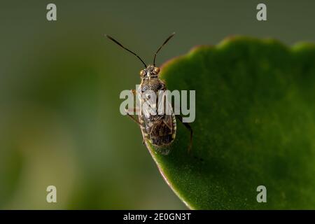 Adult Scentless Plant Bug of the Family Rhopalidae Stock Photo