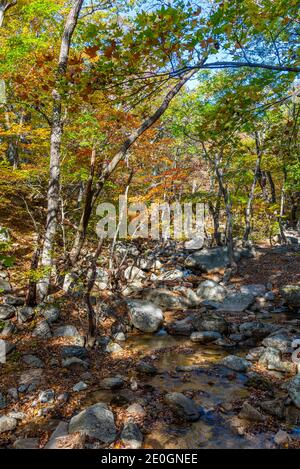 Colorful trees alongside a path at Seoraksan national park in republic of Korea Stock Photo