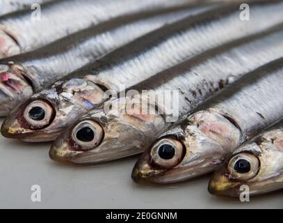 Anchovies of the Mediterranean sea, Italy Stock Photo