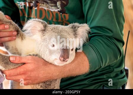 Townsville, Queensland, Australia - December 2020: A zookeeper holding a koala ready to have its photo taken with tourists Stock Photo