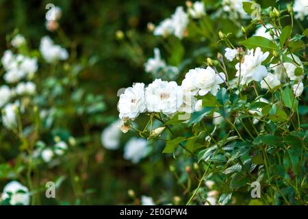 White Iseberg roses in rose garden - modern cluster-flowered Korbin floribunda rose cultivar by Kordes Stock Photo