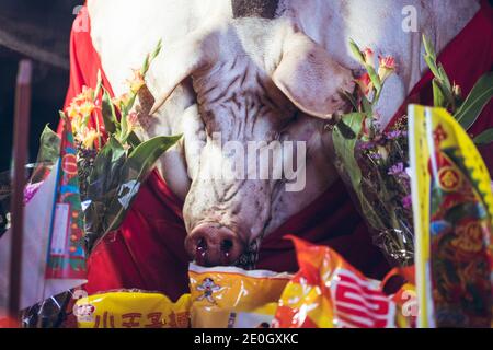 Huge pig exhibited at fair during annual religious festival in rural Taiwan Stock Photo