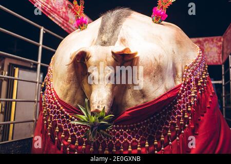 Huge pig exhibited at fair during annual religious festival in rural Taiwan Stock Photo
