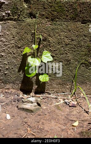 Green leaves on a vine growing up moss-covered cement foundation of a red brick wall Stock Photo