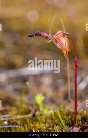 Single flower of the Flying Duck Orchid Paracaleana nigrita in natural habitat seen east of Northcliffe in Western Australia Stock Photo