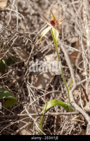 A plant of the Leaping Spider Orchid (Caladenia macrostylis) in natural habitat close to Nannup in Western Australia Stock Photo