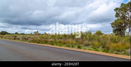 tarred road east of Augusta in the southwest of Western Australia Stock Photo