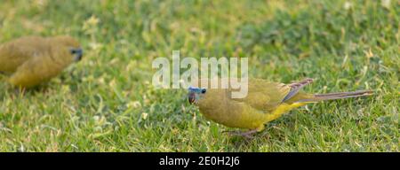 Rock parrot (Neophema petrophila) at the Cape Leeuwin south of Augusta in Western Australia Stock Photo