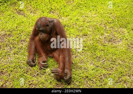 An orangutan is bored at the ZOO, Bali, Indonesia. Sumatran Orangutan closeup. Stock Photo