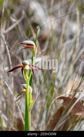 The western australia endemic Rattle Beak Orchid (Lyperanthus serratus) seen northeast of Augusta in Western Australia, view from the side Stock Photo