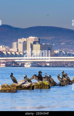 Wien, Vienna: sunbathing group of great cormorant (Phalacrocorax carbo) at river Donau (Danube), bridge Reichsbrücke, building of Pensionsversicherung Stock Photo