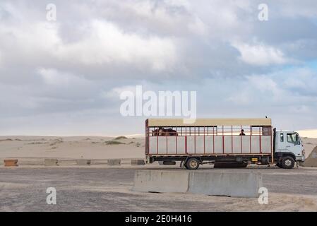 A truck carrying trail-ride horses is parked beside the sand dunes at Birubi Beach near Anna Bay and Nelson Bay in Port Stephens, NSW, Australia Stock Photo