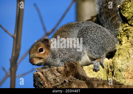 Grey squirrel sitting on a tree branch and looking down in village of Rottingdean, East Sussex, England, United kingdom Stock Photo