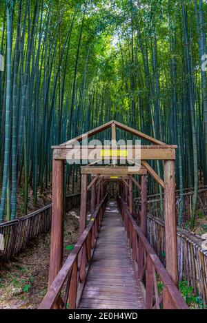 Bamboo forest at Boseong tea plantations in Republic of Korea Stock Photo