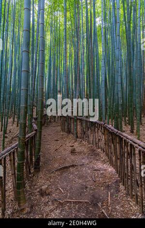 Bamboo forest at Boseong tea plantations in Republic of Korea Stock Photo