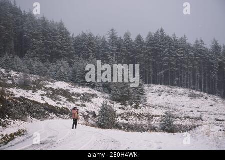 Snow Covered Pines at the Hafod Estate, Mid Wales. The Cambrian mountain range experienced Alpine snow fall on New Years eve, 2020. Stock Photo