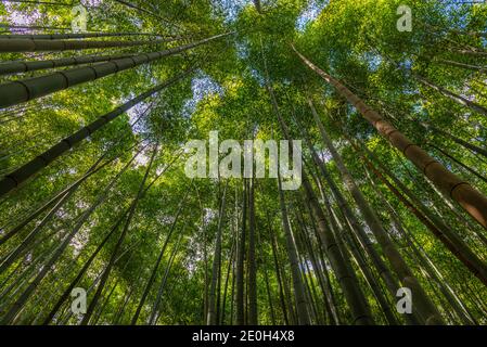 Bamboo forest at Boseong tea plantations in Republic of Korea Stock Photo