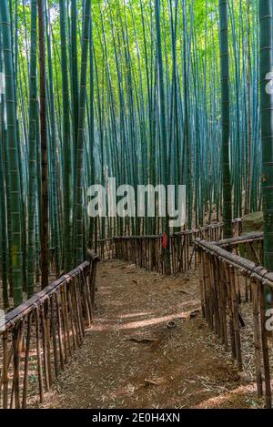 Bamboo forest at Boseong tea plantations in Republic of Korea Stock Photo