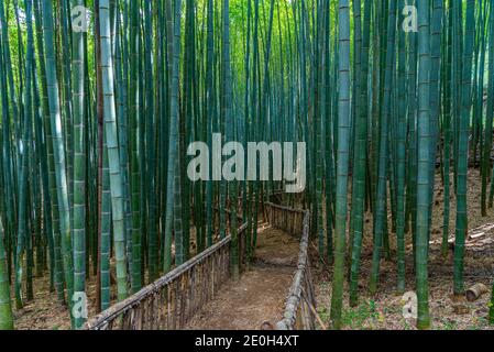 Bamboo forest at Boseong tea plantations in Republic of Korea Stock Photo