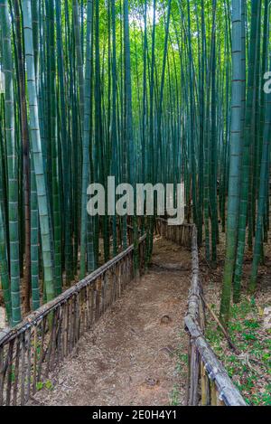 Bamboo forest at Boseong tea plantations in Republic of Korea Stock Photo