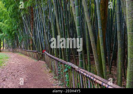 Bamboo forest at Boseong tea plantations in Republic of Korea Stock Photo