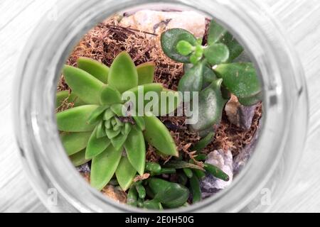 Terrarium with succulent plants, moss and rocks in a glass jar.  Grey wood background Stock Photo