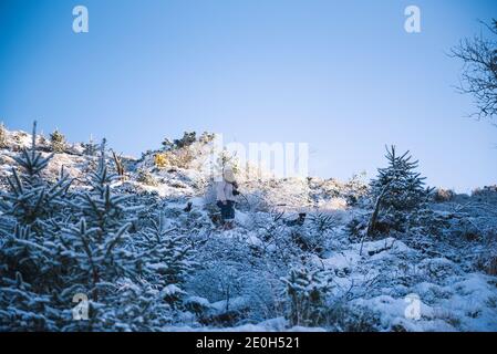 Snow Covered Pines at the Hafod Estate, Mid Wales. The Cambrian mountain range experienced Alpine snow fall on New Years eve, 2020. Stock Photo