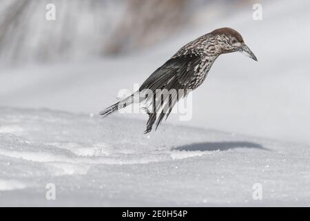 Looking for food, portrait of Spotted Nutcracker on snow (Nucifraga caryocatactes) Stock Photo