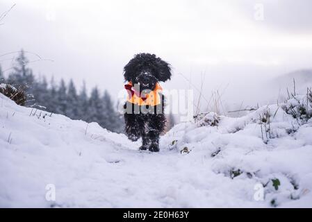 Snow Covered Pines at the Hafod Estate, Mid Wales. The Cambrian mountain range experienced Alpine snow fall on New Years eve, 2020. Stock Photo