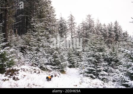 Snow Covered Pines at the Hafod Estate, Mid Wales. The Cambrian mountain range experienced Alpine snow fall on New Years eve, 2020. Stock Photo