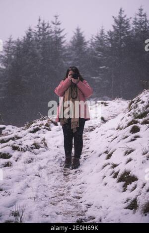 Snow Covered Pines at the Hafod Estate, Mid Wales. The Cambrian mountain range experienced Alpine snow fall on New Years eve, 2020. Stock Photo