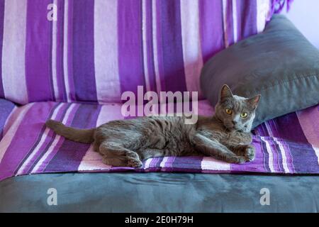 adult cat caught sleeping on the couch. Stock Photo